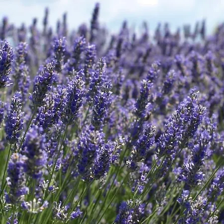 About The Sea - Riviera House Near The Center Of Hvar